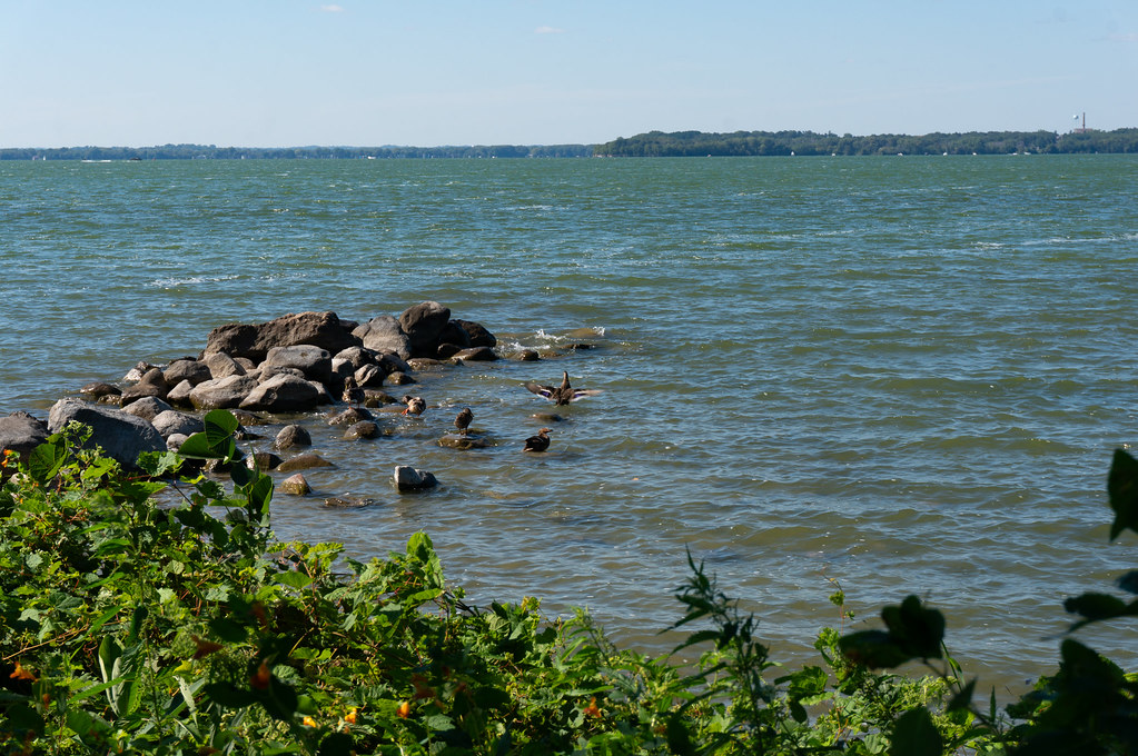 A photo looking out over Lake Mendota, with some foliage and rocks in the foreground. A few ducks bathe on the rocks.