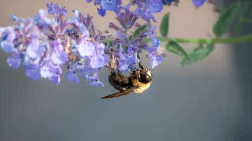 A bee hangs upside down on light purple catnip flowers.
