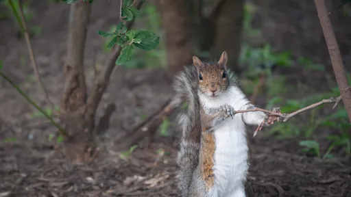 A photogenic squirrel poses for the camera.