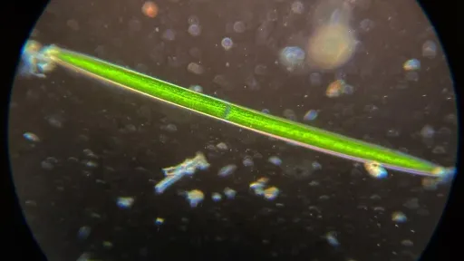 A long, oval-shaped, green diatom under a microscope.