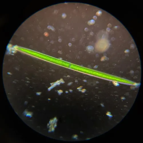 A long, oval-shaped, green diatom under a microscope.