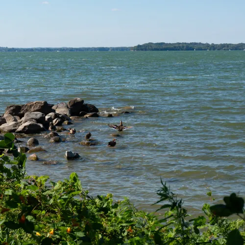 A photo looking out over Lake Mendota, with some foliage and rocks in the foreground. A few ducks bathe on the rocks.