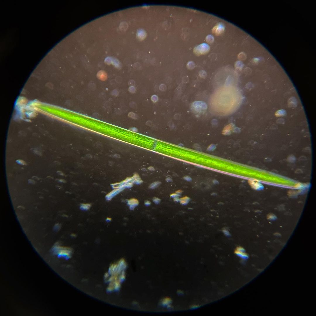 A long, oval-shaped, green diatom under a microscope.